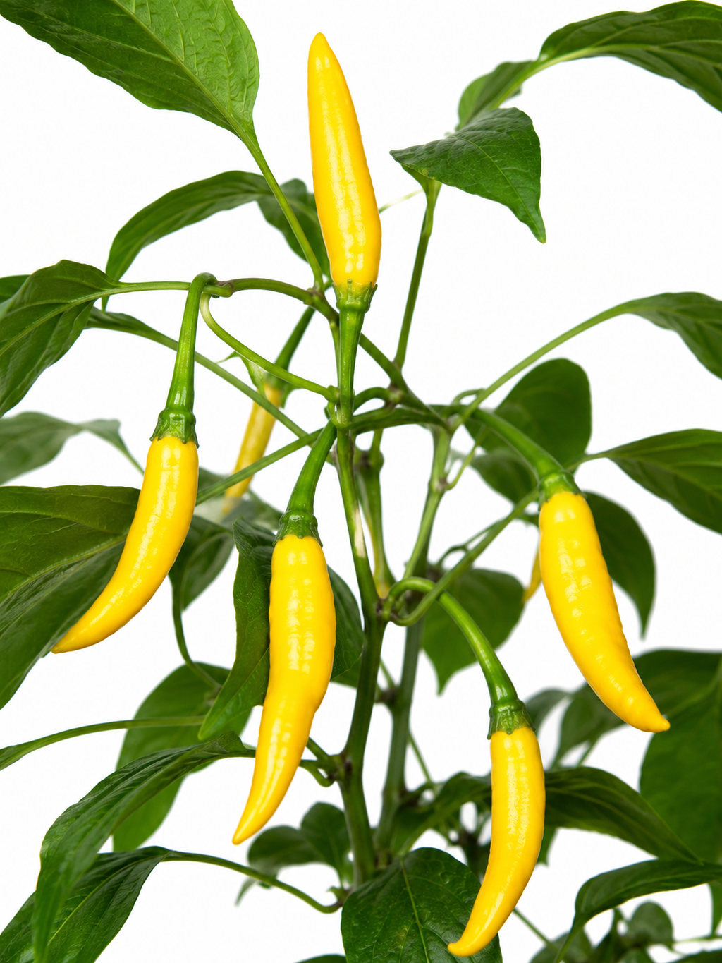 Fresh Lemon Drop Chillies