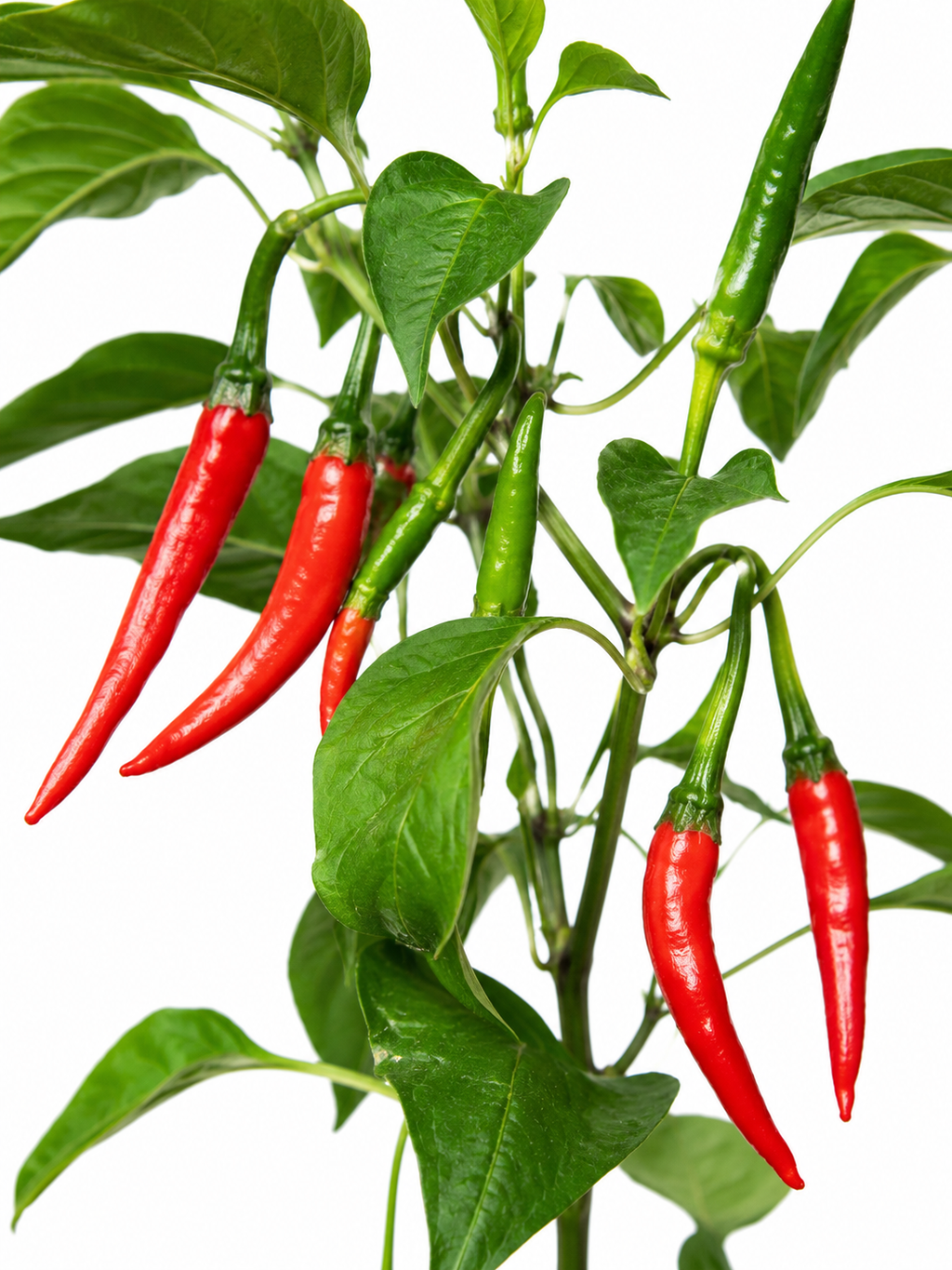 Fresh Thai Dragon Chillies