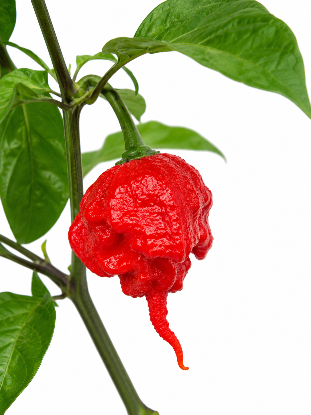 Trinidad Moruga Scorpion Chillies