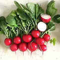Cherry Belle Radish — 300g