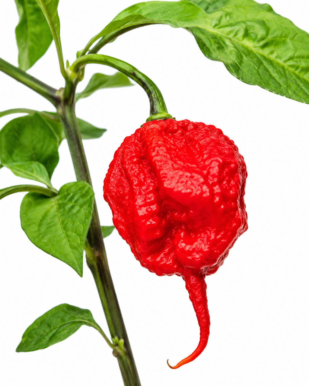 Fresh Carolina Reaper Chillies
