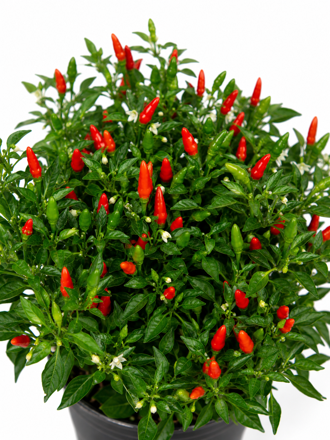 Fresh Thai Bird's Eye Chillies
